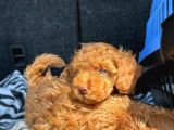 Özel Üreti̇m Renkli̇ Göz Pembe Burun Toy Poodle Yavrularimiz