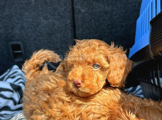 Özel Üreti̇m Renkli̇ Göz Pembe Burun Toy Poodle Yavrularimiz görsel
