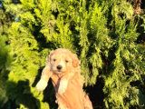 MALTİPOO BEBEKLERİM