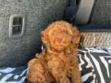 Özel Üreti̇m Renkli̇ Göz Pembe Burun Toy Poodle Yavrularimiz