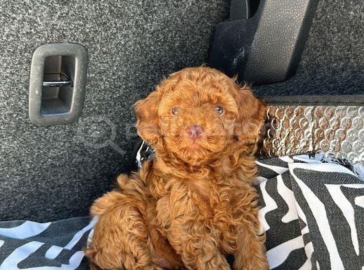 Özel Üreti̇m Renkli̇ Göz Pembe Burun Toy Poodle Yavrularimiz görsel