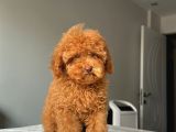 Ev Doğumlu Orji̇nal Toy Poodle Yavrumuz