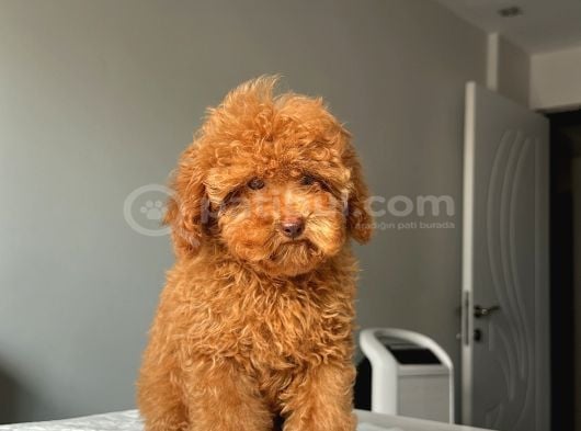 Ev Doğumlu Orji̇nal Toy Poodle Yavrumuz görsel