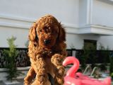 KIVIR KIVIR POODLE YAVRULARIMIZ YENİ AİLESİ ARIYOR