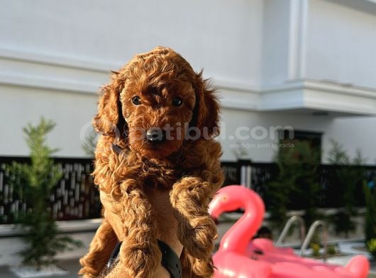 Kivir Kivir Poodle Yavrularimiz Yeni̇ Ai̇lesi̇ Ariyor