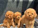 Ev Üreti̇mi̇ Poodle Yavrularimiz Ömürlük Yuvasini Ariyor