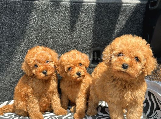 Ev Üreti̇mi̇ Poodle Yavrularimiz Ömürlük Yuvasini Ariyor görsel