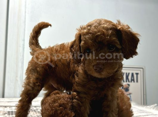 En Özel Renk Red Brown Toy Poodle Yavrularimiz görsel