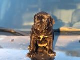 KOCSA KAFA CANE CORSO YAVRULARIM