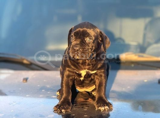 Kocsa Kafa Cane Corso Yavrularim