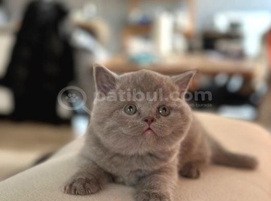 Safkan Lilac Yavrular görsel