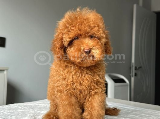 Ev Doğumlu Orji̇nal Toy Poodle Yavrumuz görsel
