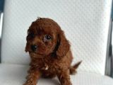 toy poddle red minikler