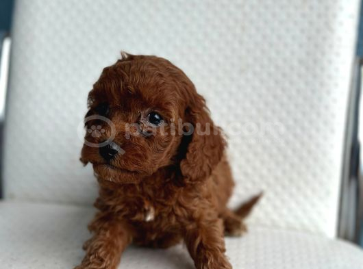 toy poddle red minikler