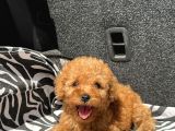 Ev Üreti̇mi̇ Poodle Yavrularimiz Ömürlük Yuvasini Ariyor