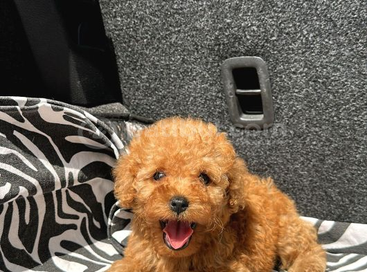 Ev Üreti̇mi̇ Poodle Yavrularimiz Ömürlük Yuvasini Ariyor görsel
