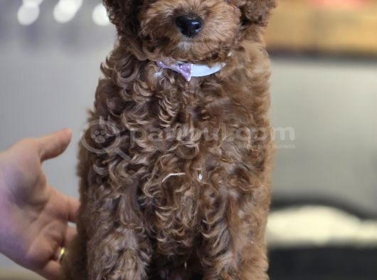 Toy Poodle Yavruları görsel