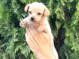 Chi̇poo Şi̇po Yavrularim