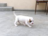 Kali̇teli̇ Boxer Yavrularimiz