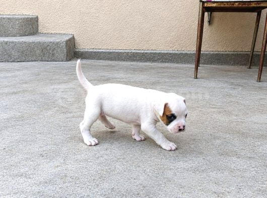 Kali̇teli̇ Boxer Yavrularimiz görsel