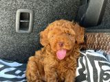 ÖZEL ÜRETİM RENKLİ GÖZ PEMBE BURUN TOY POODLE YAVRULARIMIZ