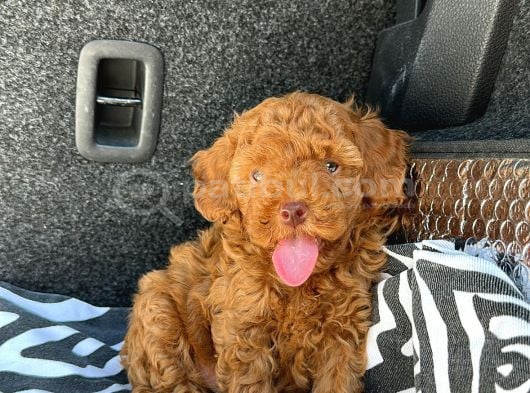 Özel Üreti̇m Renkli̇ Göz Pembe Burun Toy Poodle Yavrularimiz