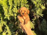 Toypoodle Yavrularim