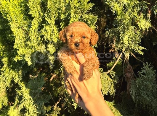 Toypoodle Yavrularim görsel