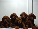 EN ÖZEL RENK RED BROWN TOY POODLE YAVRULARIMIZ