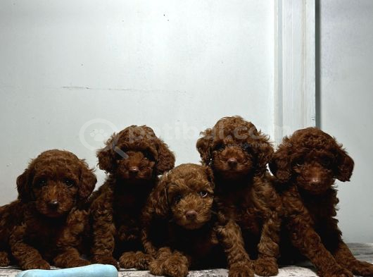 En Özel Renk Red Brown Toy Poodle Yavrularimiz