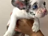 French Bulldog Merle Yavrular