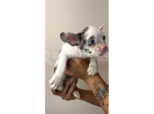 French Bulldog Merle Yavrular görsel