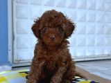 Red Brown En Özel Renk Toy Poodle Yavrularimiz