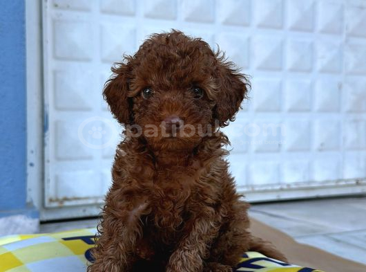 Red Brown En Özel Renk Toy Poodle Yavrularimiz görsel