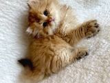 Irkının En İyisi Aslan Baş Blh Golden Longhair