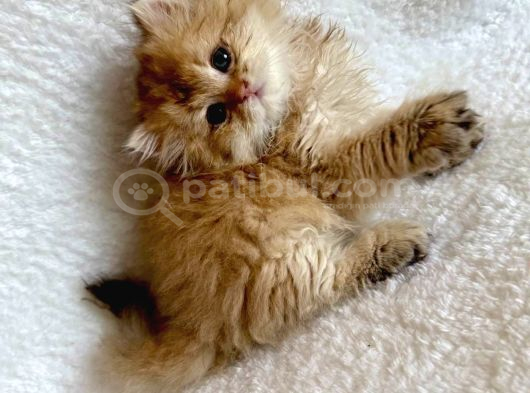 Irkının En İyisi Aslan Baş Blh Golden Longhair görsel