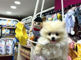 Irk Garanti̇li̇ Pomerani̇an Boo Yavrularimiz