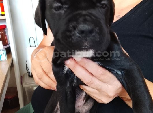 Cane Corso Yavrularımız Ailelerini Arıyor görsel