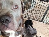 Cane Corso Yavrularımız Ailelerini Arıyor
