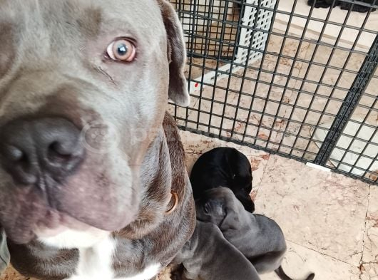 Cane Corso Yavrularımız Ailelerini Arıyor görsel