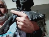 Cane Corso Yavrularımız Ailelerini Arıyor