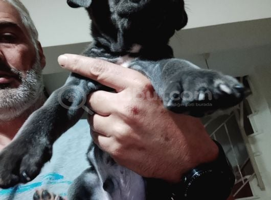 Cane Corso Yavrularımız Ailelerini Arıyor görsel