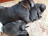 Cane corso yavrularımız ailelerini arıyor