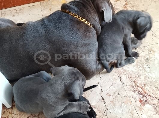 Cane Corso Yavrularımız Ailelerini Arıyor