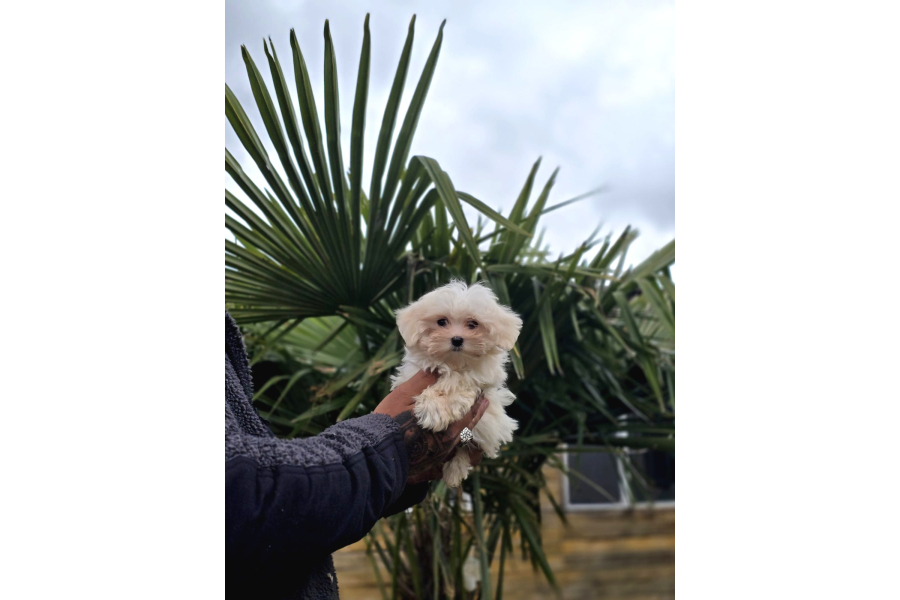 Maltese Terrier Yavruları