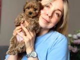 Toy Poodle Sevi̇mli̇ Yavrular Ev Üreti̇mi̇