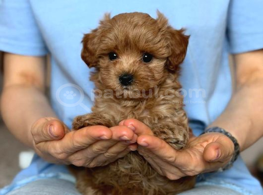 Toy Poodle Sevi̇mli̇ Yavrular Ev Üreti̇mi̇