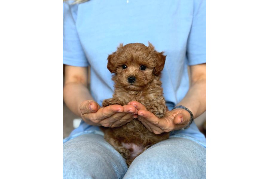 Toy Poodle Sevİmlİ Yavrular Ev Üretİmİ