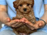Toy Poodle Sevi̇mli̇ Yavrular Ev Üreti̇mi̇