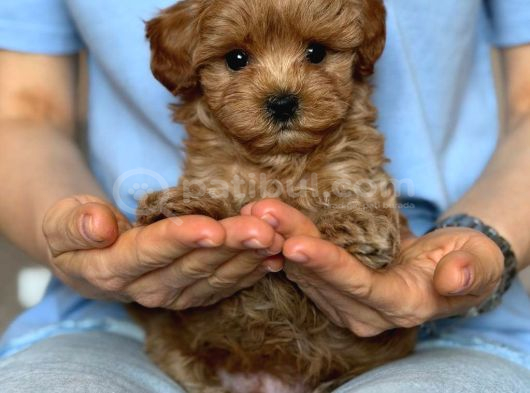 Toy Poodle Sevi̇mli̇ Yavrular Ev Üreti̇mi̇ görsel